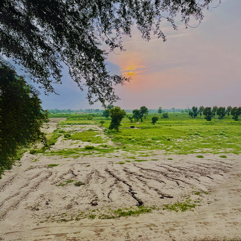 Sunset over the fields